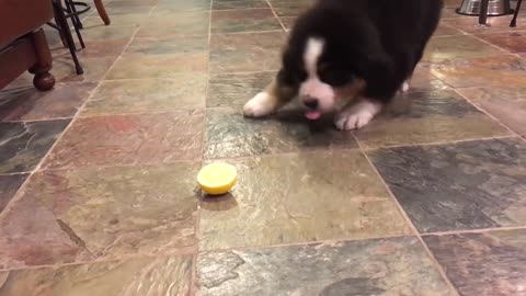 Bernese Mountain Dog Filhote de cachorro vs limão