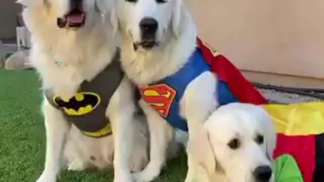 Dogs Dressed as Superman Batman and Robin