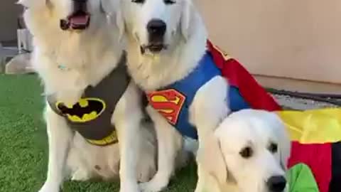 Dogs Dressed as Superman Batman and Robin