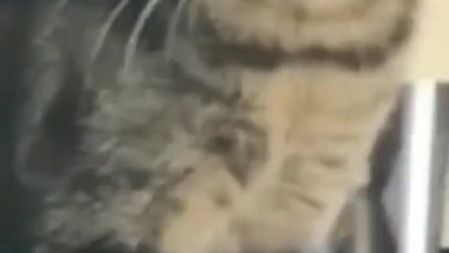 When the catnip hits