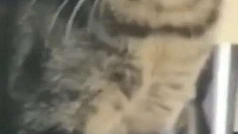 When the catnip hits
