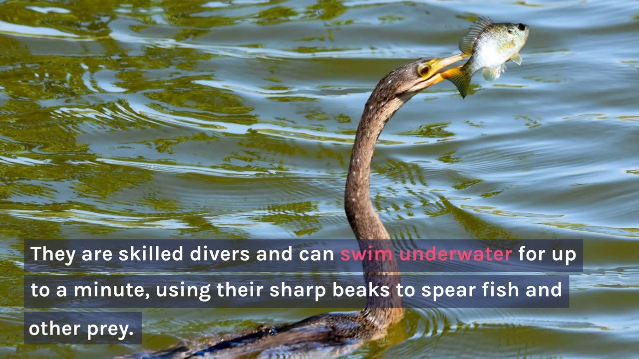 Anhingas