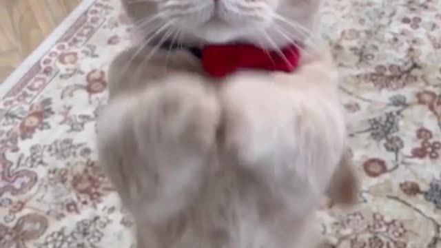 cute cat viral video