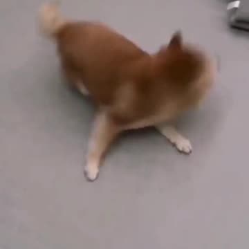 Funny Animal | Funny dog videos