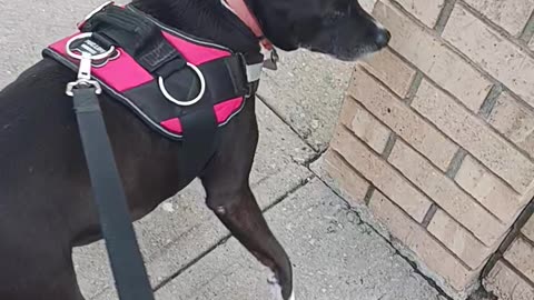 Neighbors dog