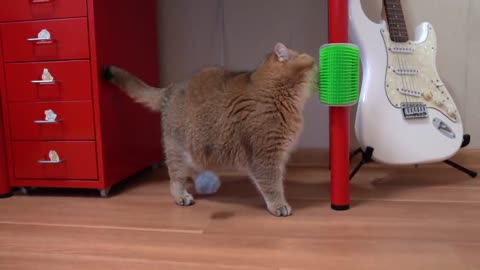 Interesting toy for cats