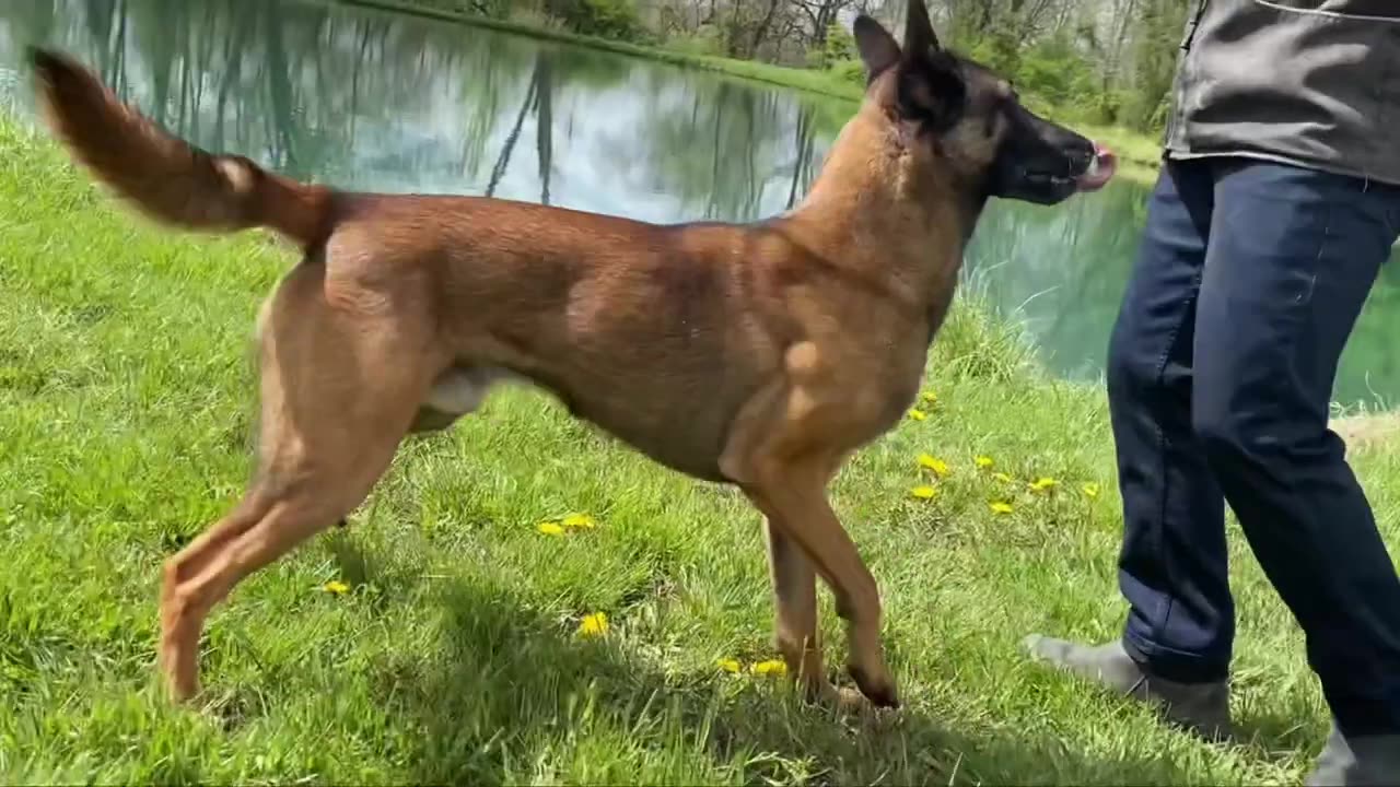 EASY OBEDIENCE TRAINING WITH MY BELGIAN MALINOIS PUPPY! H.