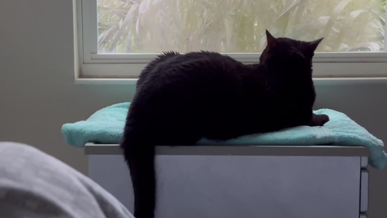 Cute Precious Piper is Captivated By the View Out the Window - Adopting a Cat from a Shelter Vlog