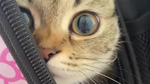 Funny cats video 🥰🥰🥰