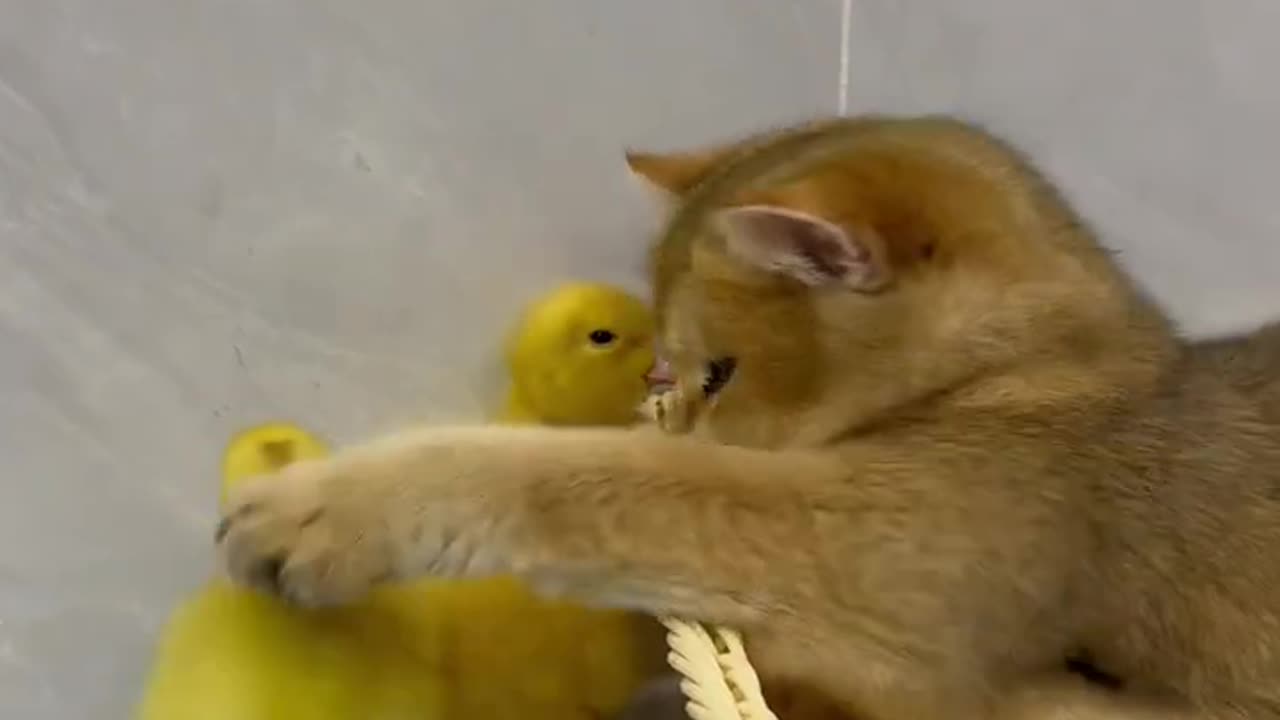 The life of ducklings and cute cats.Very interesting😊