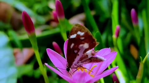 Photography of flowers