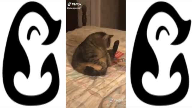 CUTE FUNNY AND SASSY CAT COMPILATION FOUND ON TIKTOK