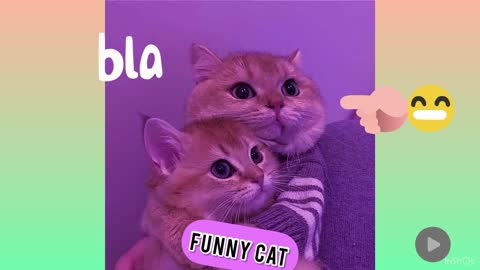 Funniest Cats Part 4👻