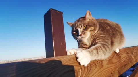 Cute cat funny moments
