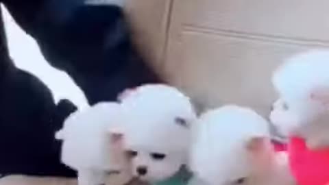 cute puppy | cute puppies first time in car | cute dogs #shorts