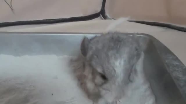 THIS VIDEO WILL MAKE YOU SMILE 😃 #shorts #animals #chinchilla #pets #funny #exoticpets #rodents