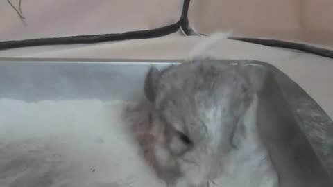 THIS VIDEO WILL MAKE YOU SMILE 😃 #shorts #animals #chinchilla #pets #funny #exoticpets #rodents