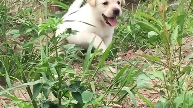 Cute puppy running towards you