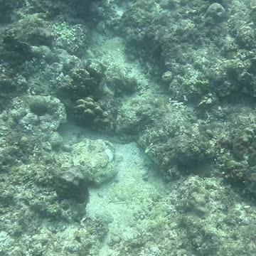 Dive into a Snorkeling Adventure