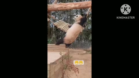 funny video best of the best comedy in animals