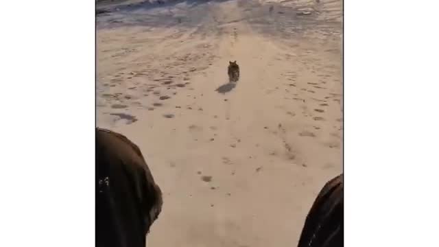 Dog challenge the owner ⛷️ _funny dog running _ virla 2021 tiktok