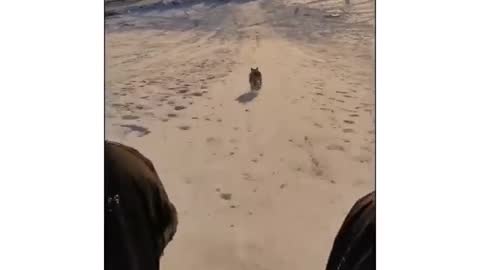 Dog challenge the owner ⛷️ _funny dog running _ virla 2021 tiktok