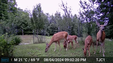 2 Does / 3 Fawns