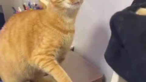 CAT SLAP CAT SEE