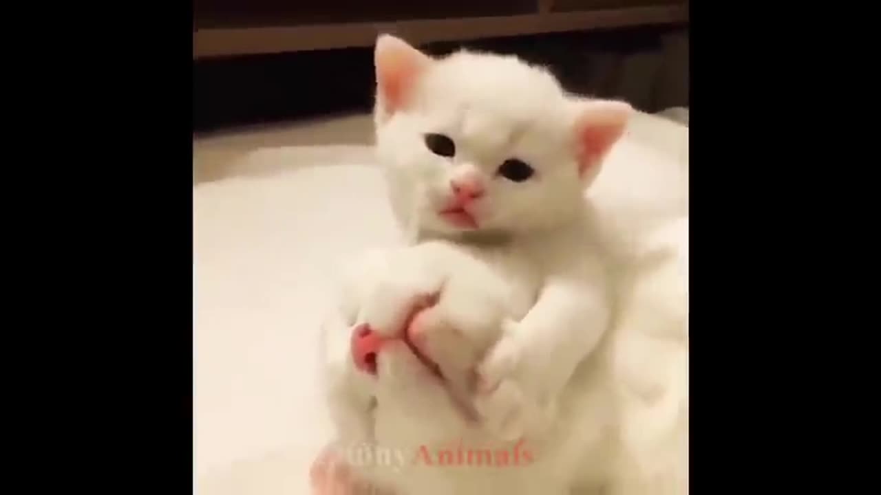 So many cute kittens videos compilation 2018