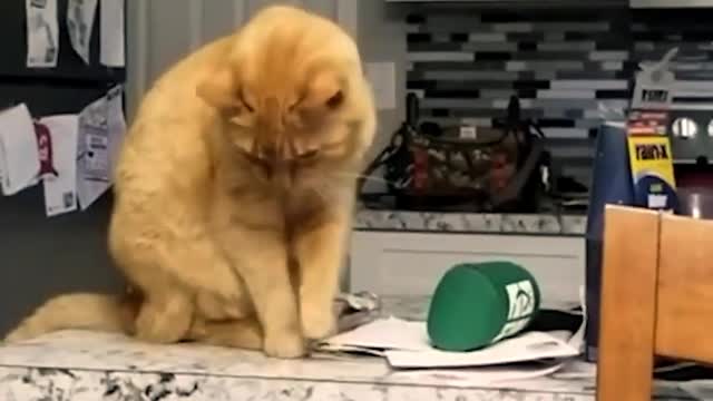 Funny cats