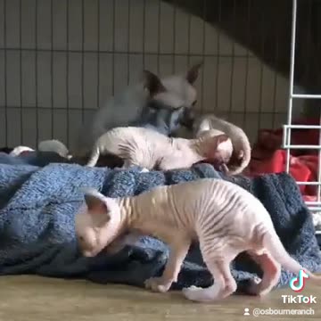 Lovely sphynx kittens