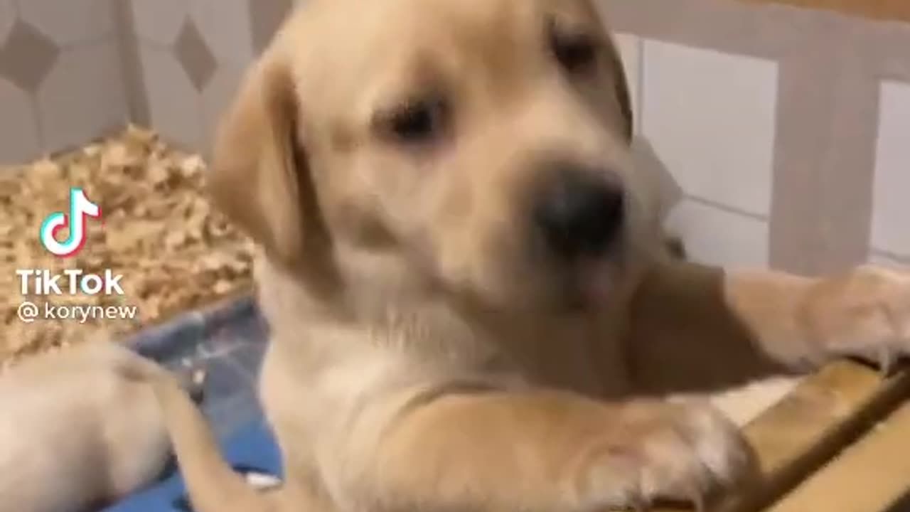 Puppy crying 🥺