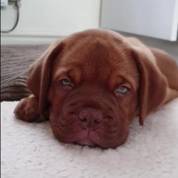 Staying awake is hard