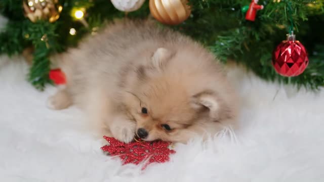 Pomeranian puppy playing with Christmas tree decoration