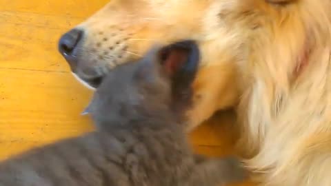 Dog and cat funny video 😹😹😂😂😂😂