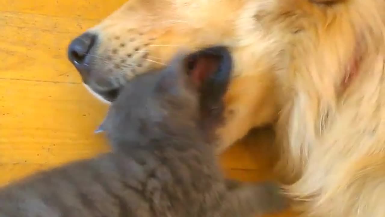 Dog and cat funny video 😹😹😂😂😂😂