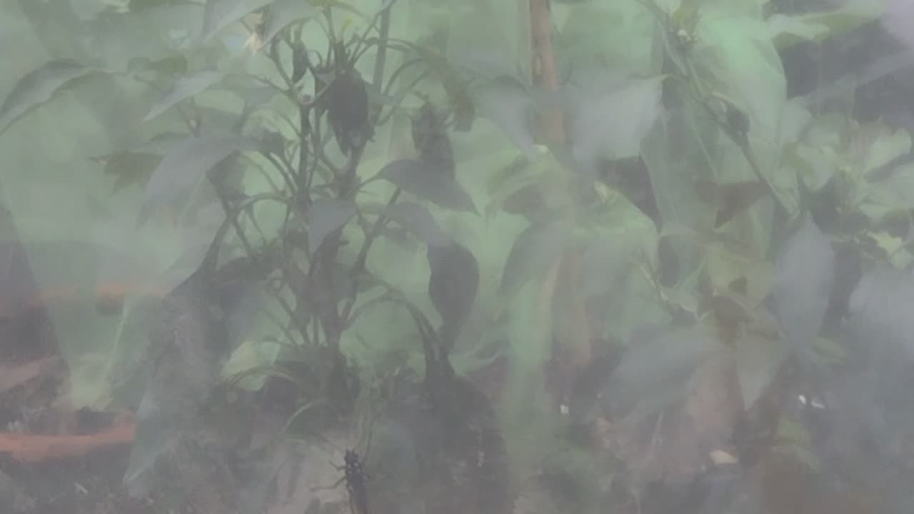 Monarch caterpillar in the way.. 😂