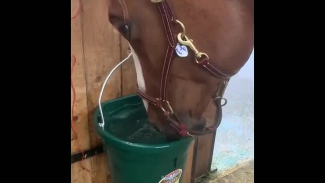 Funny and Cute Horse Videos That Will Change Your Mood For Good