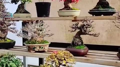 Đôi khi Góc nhỏ của một ai đó cũng là ước mơ của bao người#bonsai