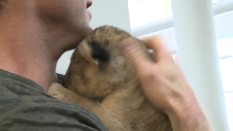 Baby Lion Kisses