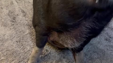 Piggy Asks for Snacks With Kisses