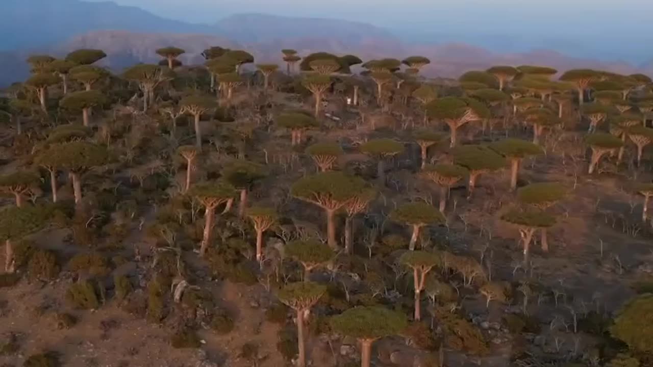 Socotra Island Tourism in Yemen 🇾🇪