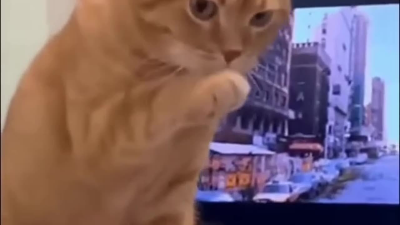 Funny Animals compilation part-1