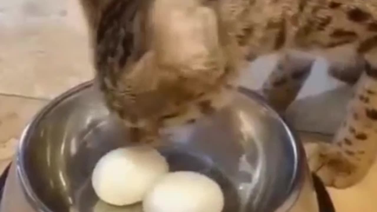Funny video