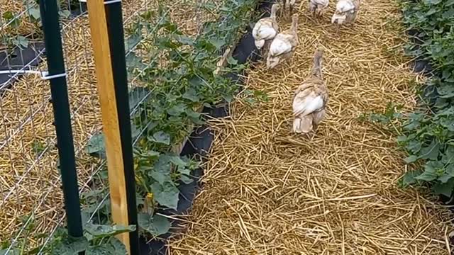 Bourbon red turkeys grow up fast
