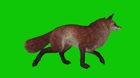 Composite display of animal fox at rest and walking