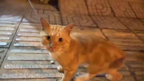 How cats Reach when seeing strange to1 time "" Running or Being friends " beautiful cats viral video