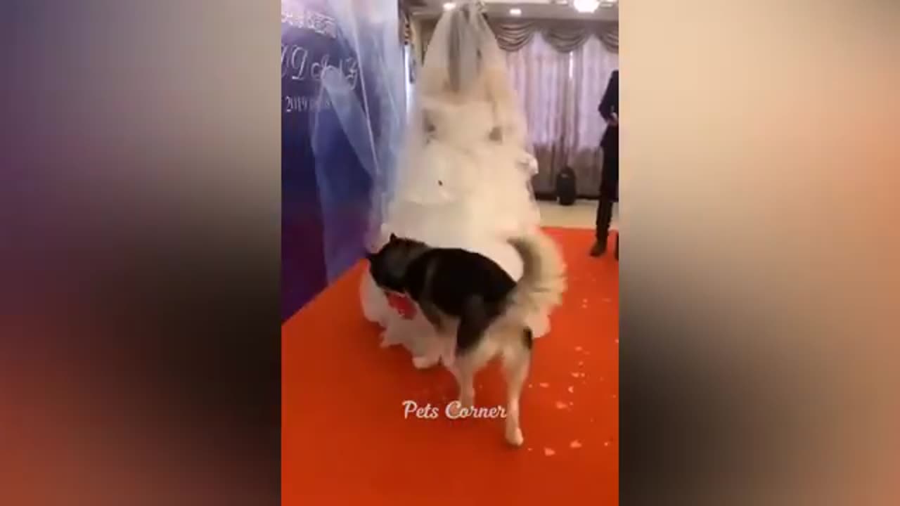 Funny Cat 🐈🐈🐈🐈😺😺😺