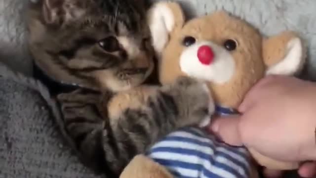 SO CUTE CAT!! The cat can't sleep without hugging his favorite stuffed animal 🐈🐻💤
