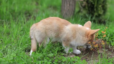 Corgi Puppy on the Green Grass